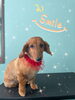 「わんこちゃん♡ Dog salon mofu mofu余市町」