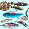 How many can you name?「Teacher'sコーナー104号 How many can you name in English? 【蘇我駅近くの英会話教室】」