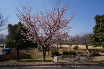 東側駐車場付近に満開の桜発見♪