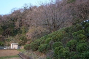 公園入口の東側に河津桜がありました。