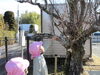 大発見！「春が来たYO」