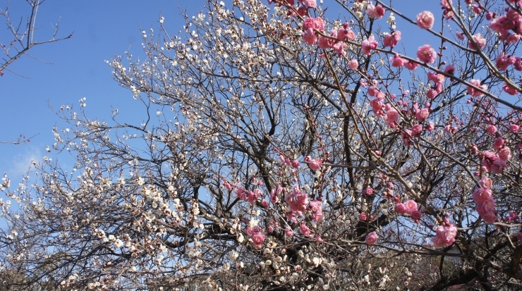 「「梅まつり開花情報」26日」