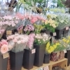 「【はなやホック皆生店】春の花々」