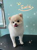 「可愛い子ちゃん♡ Dog salon mofu mofu余市町」