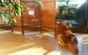 こんな平和な日もありました………「柴犬　ダイスケが逝きました。。。」