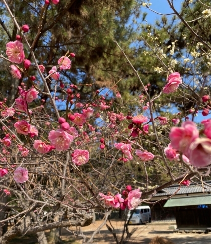 「今治市桜井の梅の花を見に行きました。少し行くのが遅かったかな。」