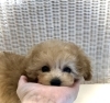 月ちゃん「ご家族決まりました　♪( ´θ｀)」