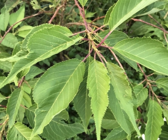 桜葉に使われる　オオシマサクラ　「さくら餅に巻いている桜葉食べますか？　《鴻巣市もみじや》」