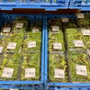 「地元産『山菜』入荷しています！道の駅木曽福島」