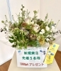 「リニューアルオープン記念」