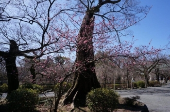 売店近くに咲いている木を発見。