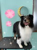 「可愛い子ちゃん♡ Dog salon mofu mofu余市町」