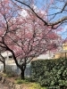 河津正月桜「【編集部ニュース】淀水路の『河津桜』は、今週中から見頃になるのでは‼　＠京ちゃんの伏見ヒストリー日記 　」