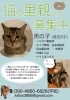 プーちゃん「里親募集中」