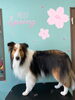 「可愛い子ちゃん♡ Dog salon mofu mofu余市町」