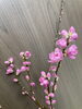 「桃の花、完売してます。」