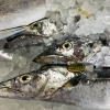 「魚魚市場鮮魚コーナーおすすめは「タチウオ・イシダイ」です♪」