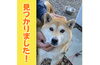 「≪速報≫見つかりました！！柴犬のハルちゃん【四国中央市土居町畑野付近】」