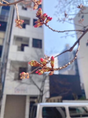 「桃の節句【日本橋三越前駅　徒歩3分　駅近／足の爪切り　ドイツ式フットケア専門店】」