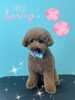 「可愛い子ちゃん♡Dog salon mofu mofu余市町」