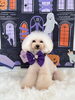 ぽむちゃん「Happy Halloween 2026🎃」