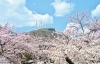 年 函館市のお花見 桜スポット 函館市 北斗市 七飯町 道南の桜スポット紹介 まいぷれ 函館