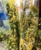 待望の 国産ミモザ 入りました 花一 恵庭 花屋 フラワーショップ花一のニュース まいぷれ 千歳 恵庭