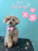 「可愛い子ちゃん♡ Dog salon mofu mofu余市町」
