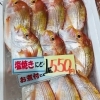 「魚魚市場鮮魚コーナーおすすめは「スルメイカ」です♪」