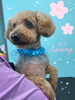 「可愛い子ちゃん♡Dog salon mofu mofu余市町」
