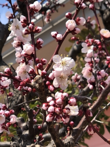 梅の花咲きました「梅が咲きました！！【木更津市民会館の隣りにある総合住宅展示場】」
