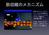 筋の働きにおけるATPの役割「【リハビリ】マッサージ」