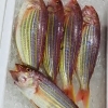 「魚魚市場鮮魚コーナーおすすめは「イトヨリ・タチウオ」です♪」