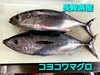 「○本日のお刺身○【長崎県産】コヨコワマグロ、【島根県産】天然タイ」