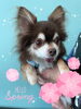 「可愛い子ちゃん♡ Dog salon mofu mofu余市町」
