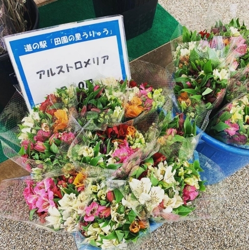 「雨竜町道の駅まで、ぶらりドライブ如何でしょうか？9時～16時まで営業しています♪　カレンダーもご参考に！」