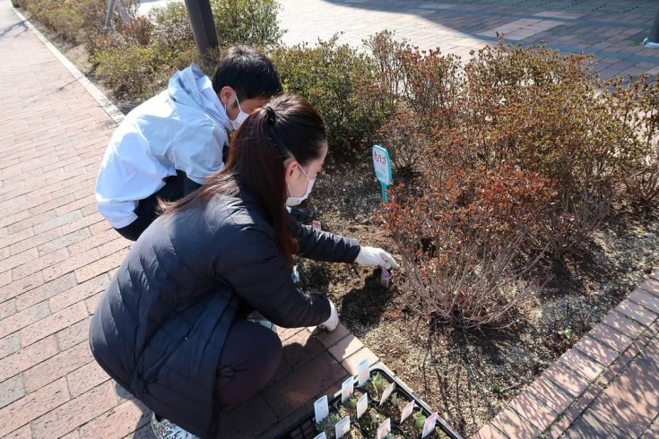 「新居浜駅前シンボルロードでチューリップの球根を植えられました！」