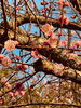 去年の桜ですが、、、早く見たいです「年度末まであと少し！！」