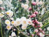「梅の花が咲き始めました」