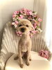 チョコちゃん　スタイリスト／ＳＡＫＩ「春ですね〜　♪( ´θ｀)」