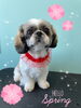「可愛い子ちゃん♡Dog salon mofu mofu余市町」