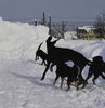 黒集合！「雪の中元気にトレーニングしています！」