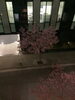 オカメザクラ「オカメザクラ【ボディメイク/ダイエット/パーソナルジム/安心安全/三越前駅徒歩2分】」
