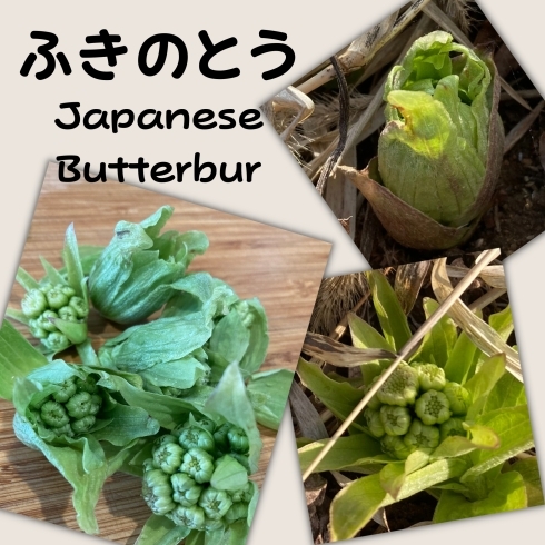 Japanese Butterbur「Teacher'sコーナー106号 Spring!? 【蘇我駅近くの英会話教室】」