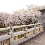 花見の歴史と桜の種類
