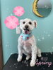 「可愛い子ちゃん♡ Dog salon mofu mofu余市町」