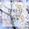 「ソメイヨシノ撮影会のお知らせ【江戸川区でこども・ファミリーの出張撮影をしています】」