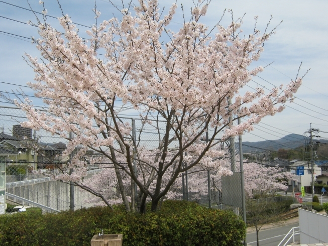 桜の季節「3月14日より通常営業致します」