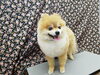 絡まってた抜けた毛をすっきり取り除きました「☆抜けた毛が絡まっちゃった☆【南区上鳥羽　吉祥院　トリミング　ペットサロン　どっぐさろんあきゅ】」