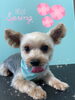 「可愛い子ちゃん♡Dog salon mofu mofu余市町」